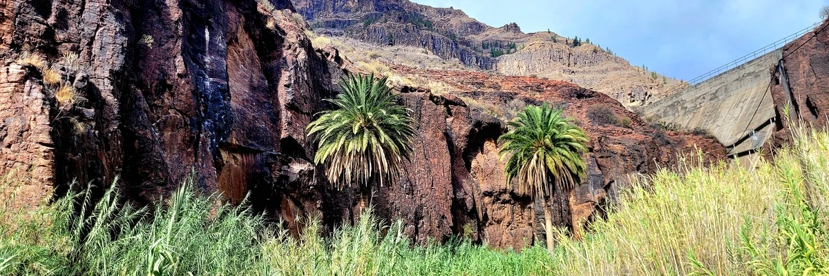 Palmera