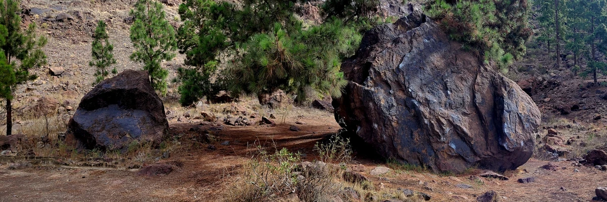 Rock leaning on a Fir Tree