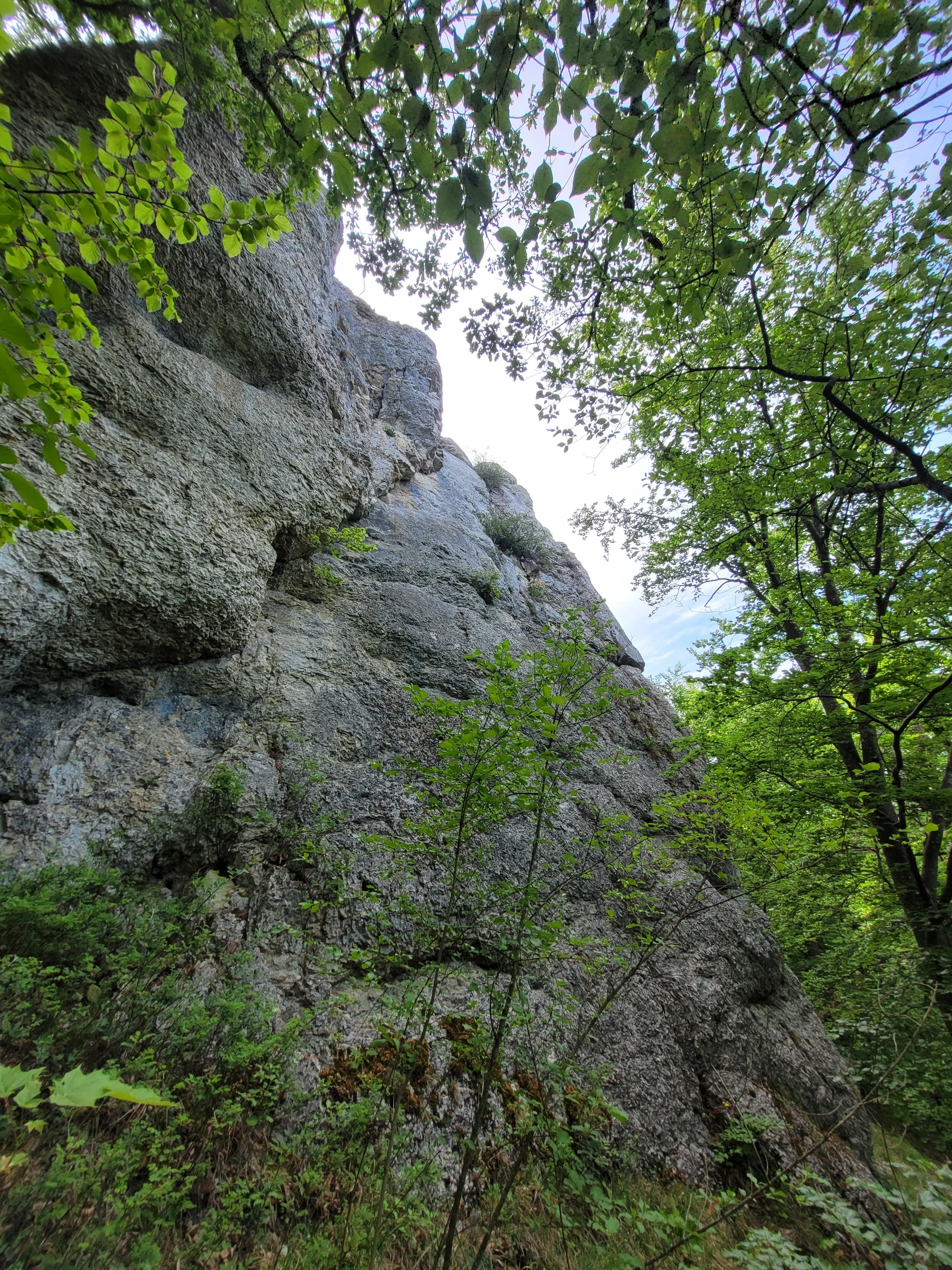 Giftzwerg